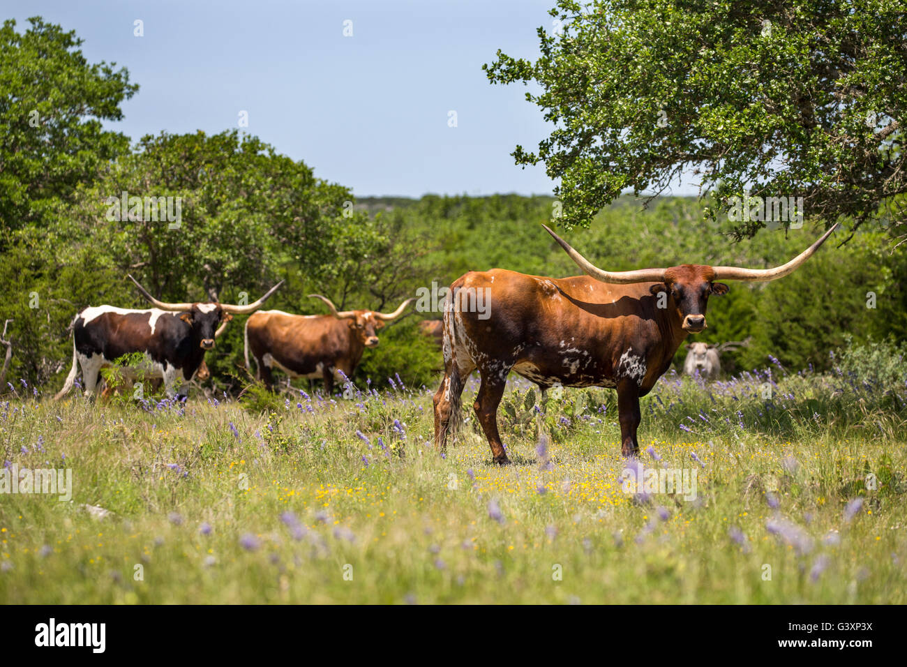 Texas Longhorn en montagne fleurs sauvages Banque D'Images