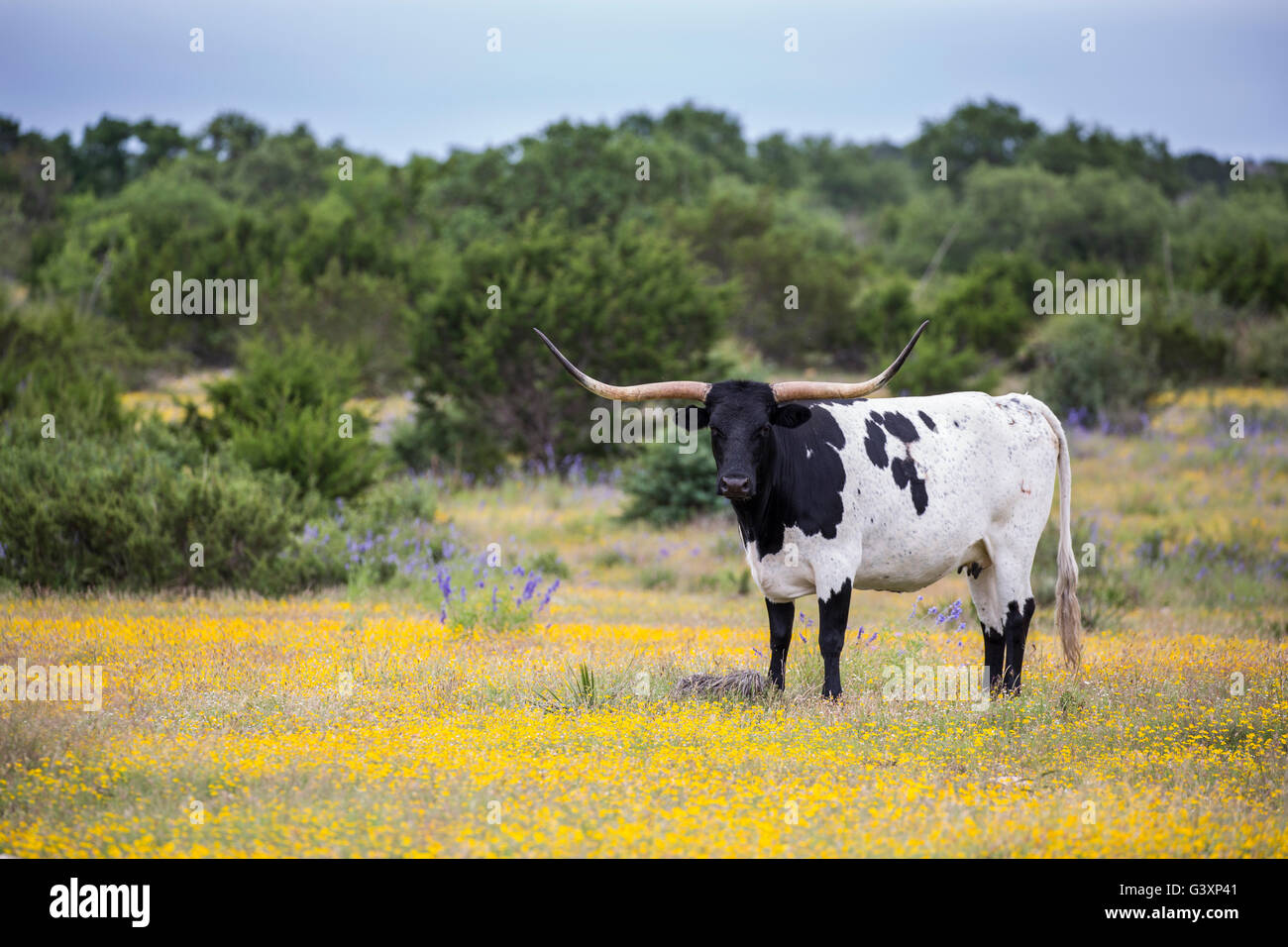 Texas Longhorn en montagne fleurs sauvages Banque D'Images