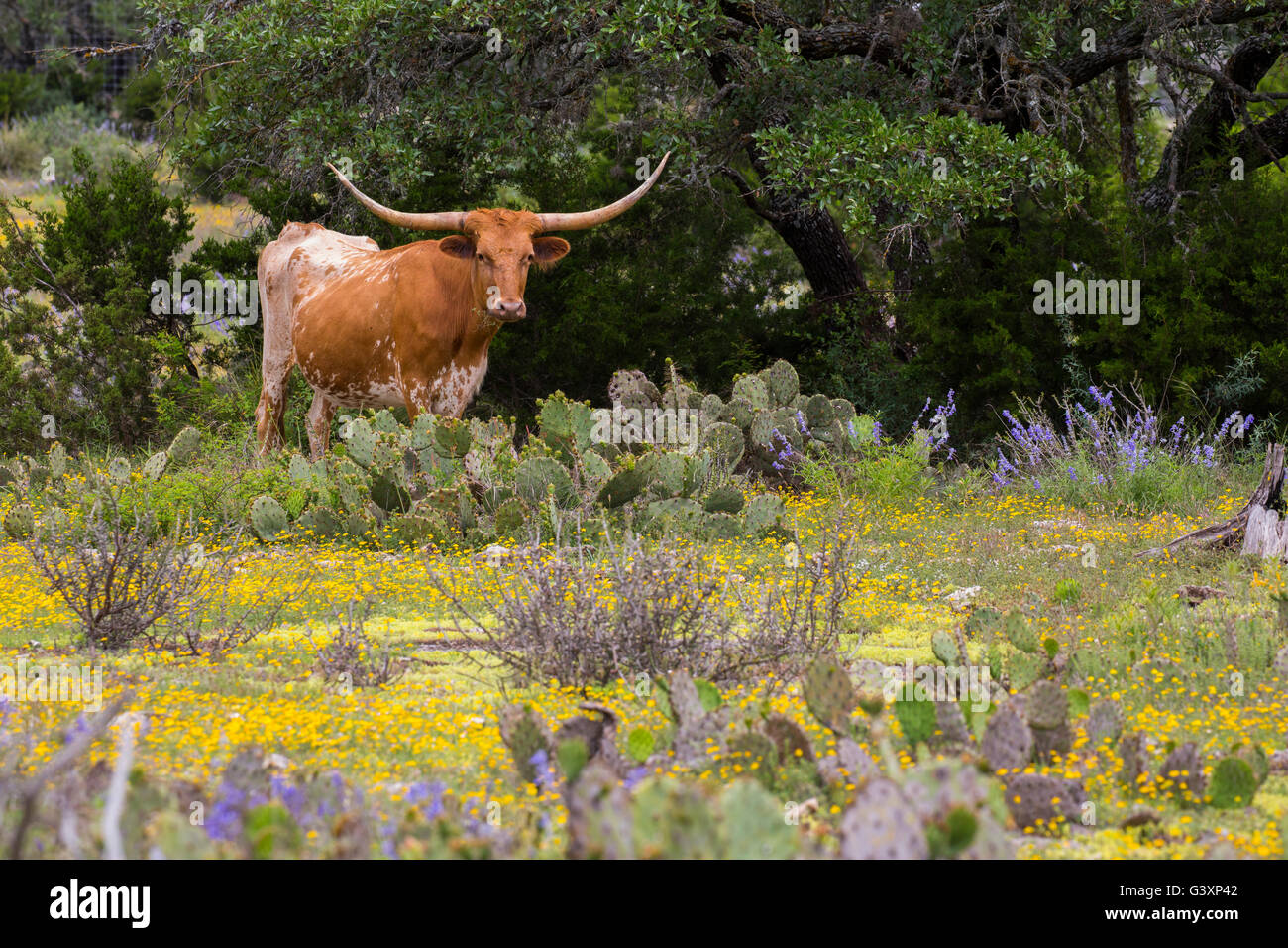 Texas Longhorn en montagne fleurs sauvages Banque D'Images