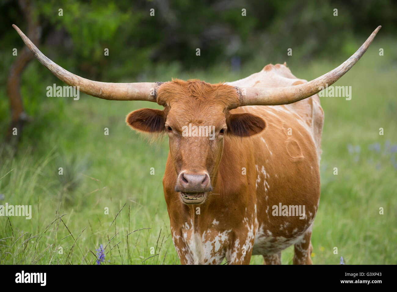 Texas Longhorn en montagne fleurs sauvages Banque D'Images