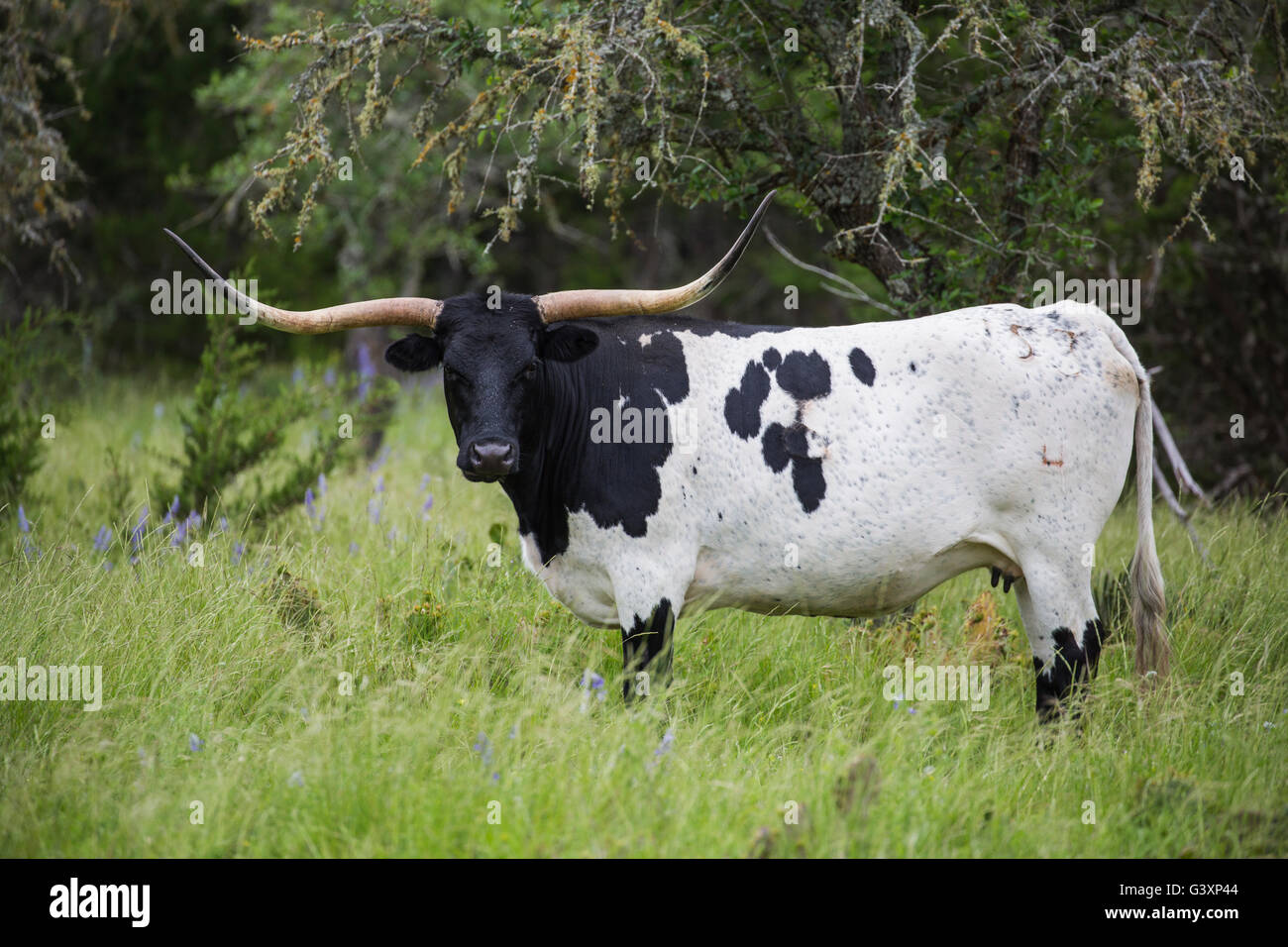 Texas Longhorn en montagne fleurs sauvages Banque D'Images
