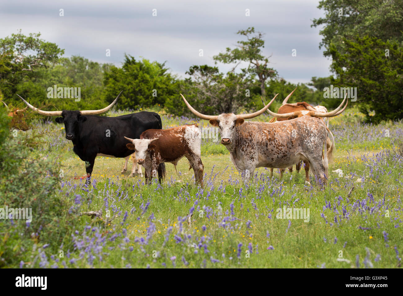 Texas Longhorn en montagne fleurs sauvages Banque D'Images