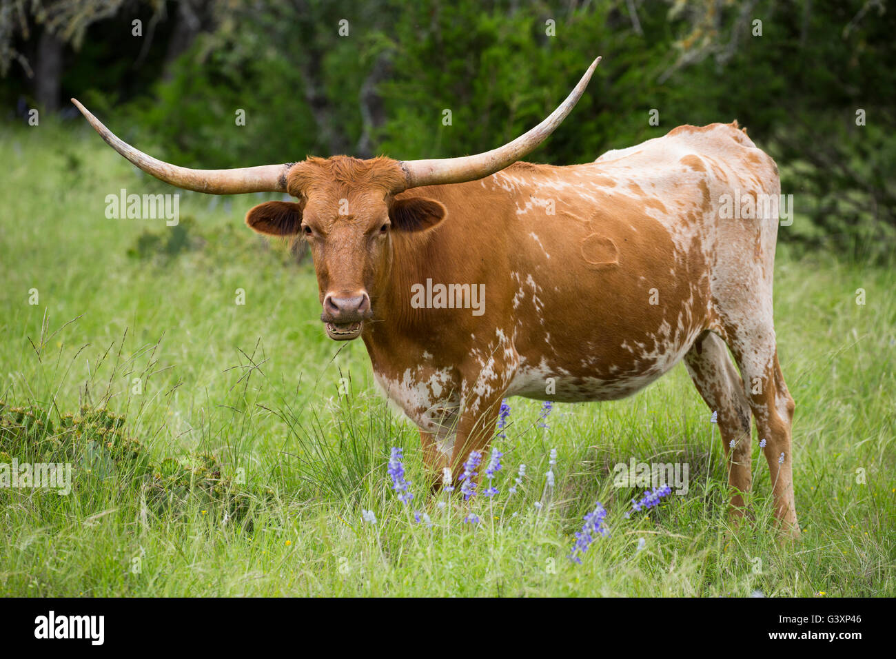 Texas Longhorn en montagne fleurs sauvages Banque D'Images