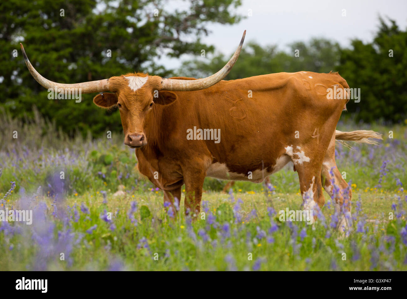 Texas Longhorn en montagne fleurs sauvages Banque D'Images