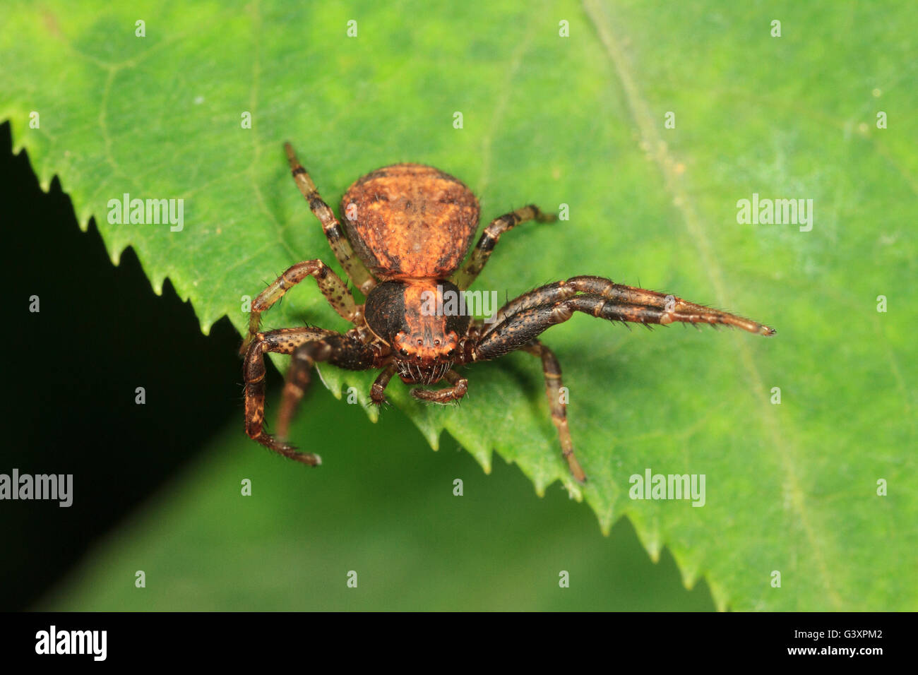 Crabe araignée (Xysticus sol sp.) sur feuille, menace l'affichage. Banque D'Images
