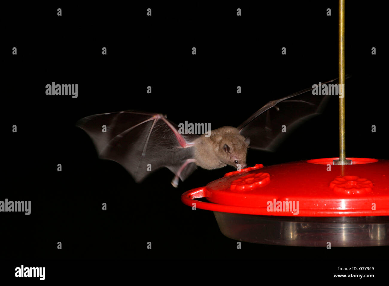 Proboscis Long commun, Glossophaga soricina Bat, seule l'alimentation à partir de la mangeoire pour les adultes dans la nuit. La Forêt Tropicale Atlantique Brésil Banque D'Images