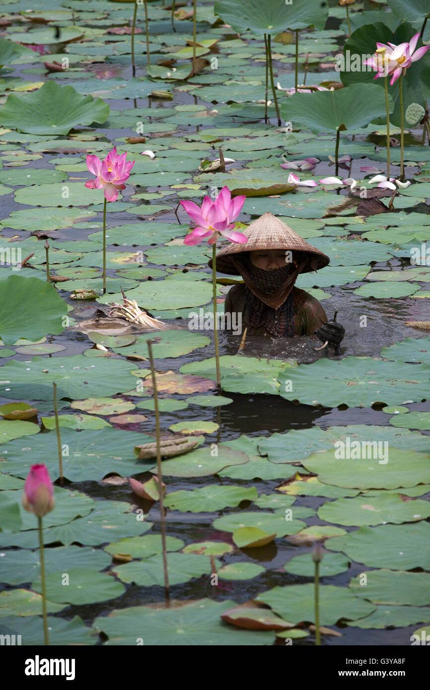 Femme dans un étang de lotus, fleurs de lotus (Nelumbo sp), delta du Mékong, au Sud Vietnam, Vietnam, Asie du sud-est Banque D'Images