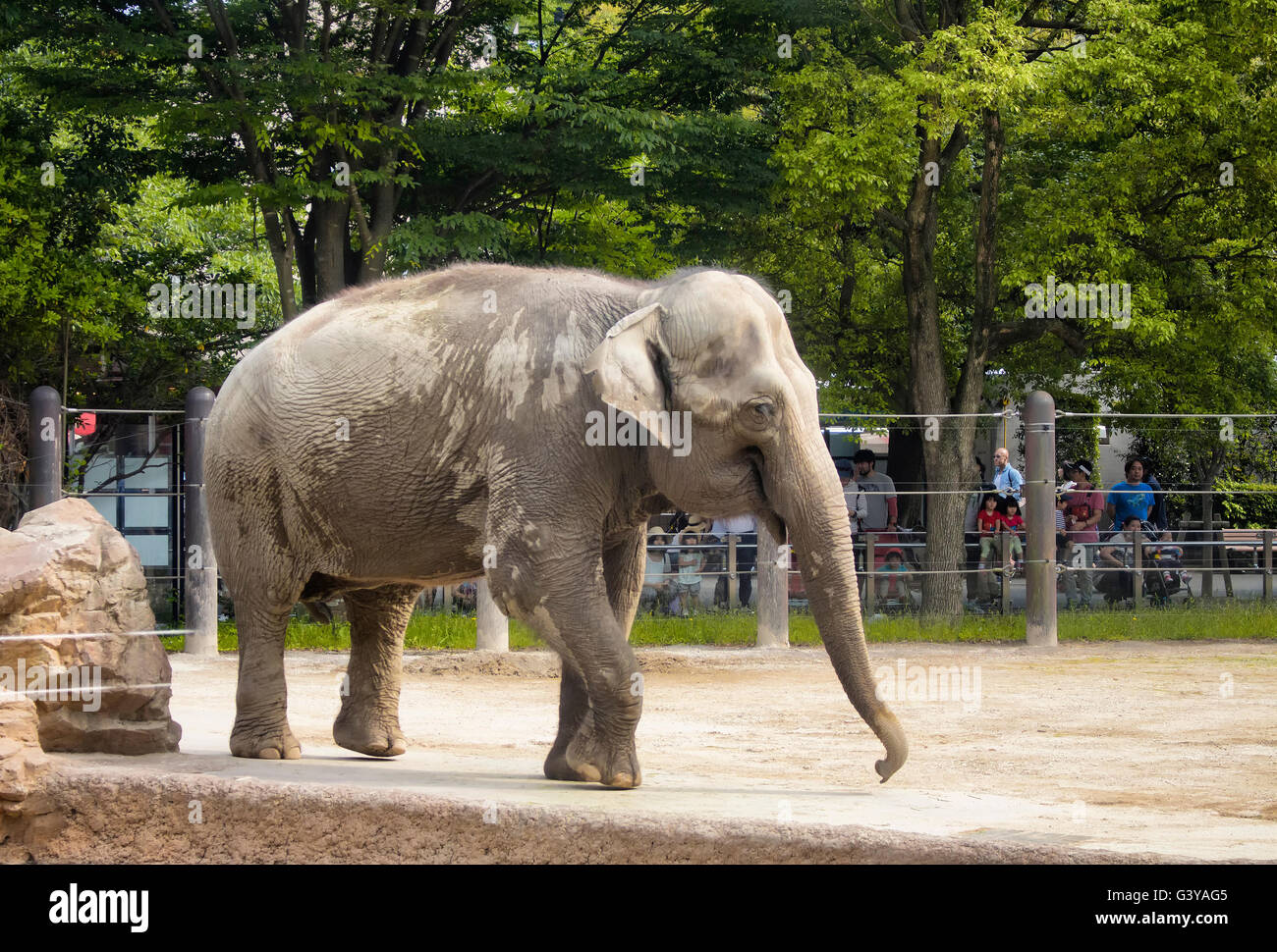 TOKYO - Mai 2016 : Éléphant à Zoo de Ueno le 29 mai, 2016 Banque D'Images