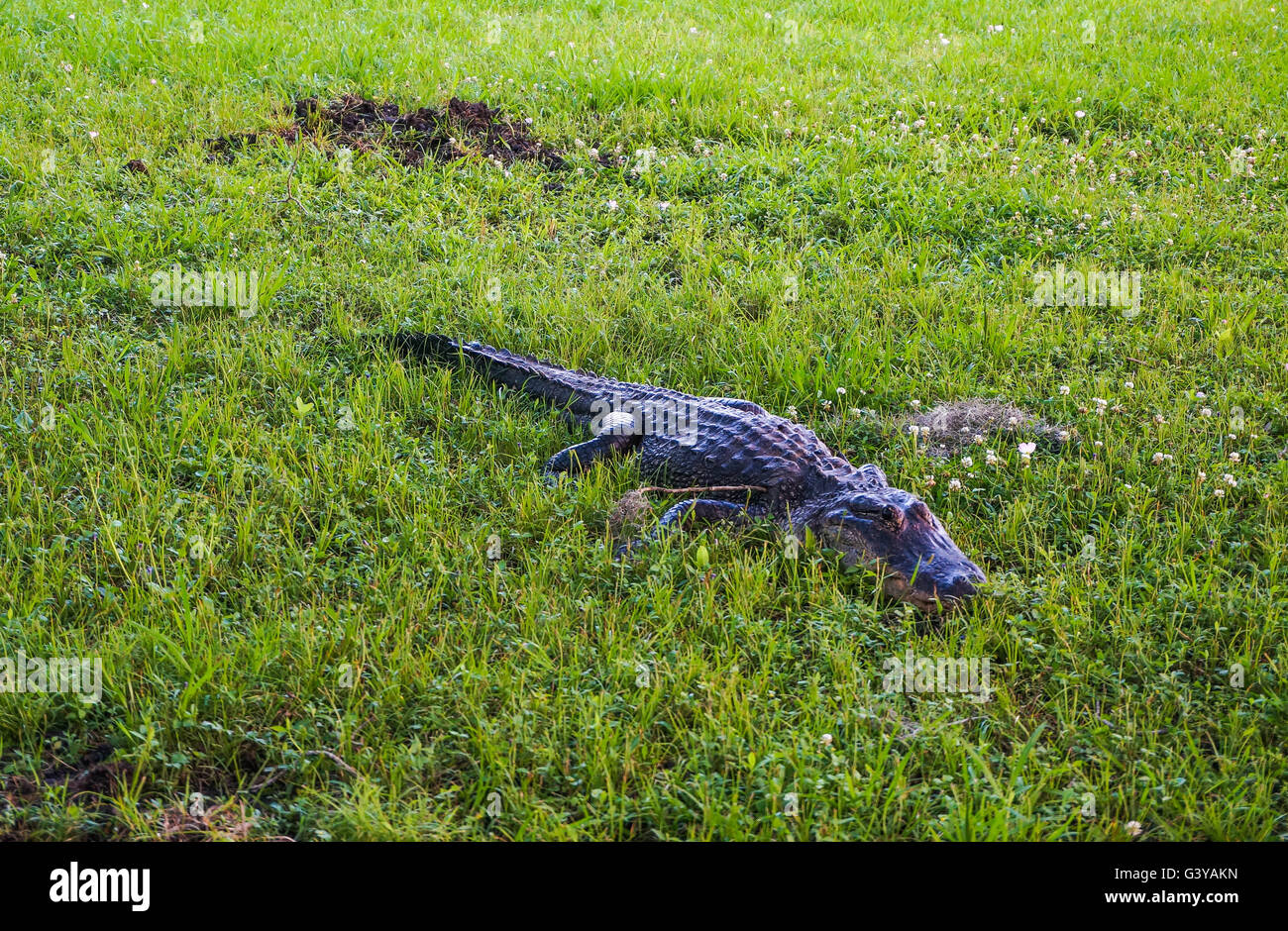 Se prélasser dans l'herbe d'alligator dans Brazos Bend State Park, Texas, USA. Banque D'Images