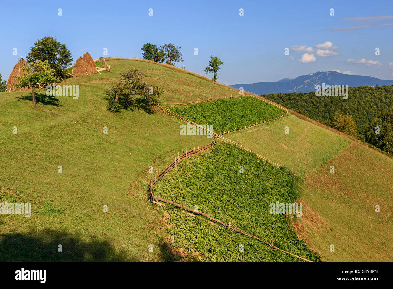 Romanian hills avec meule sur la prairie et les montagnes en arrière-plan. Banque D'Images