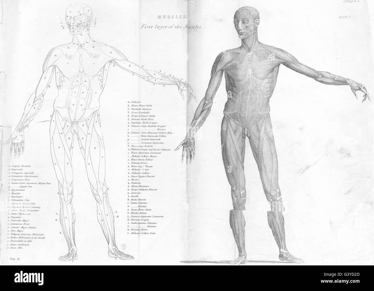 Anatomie : Muscles ; première couche des muscles, antique print 1800 Banque D'Images