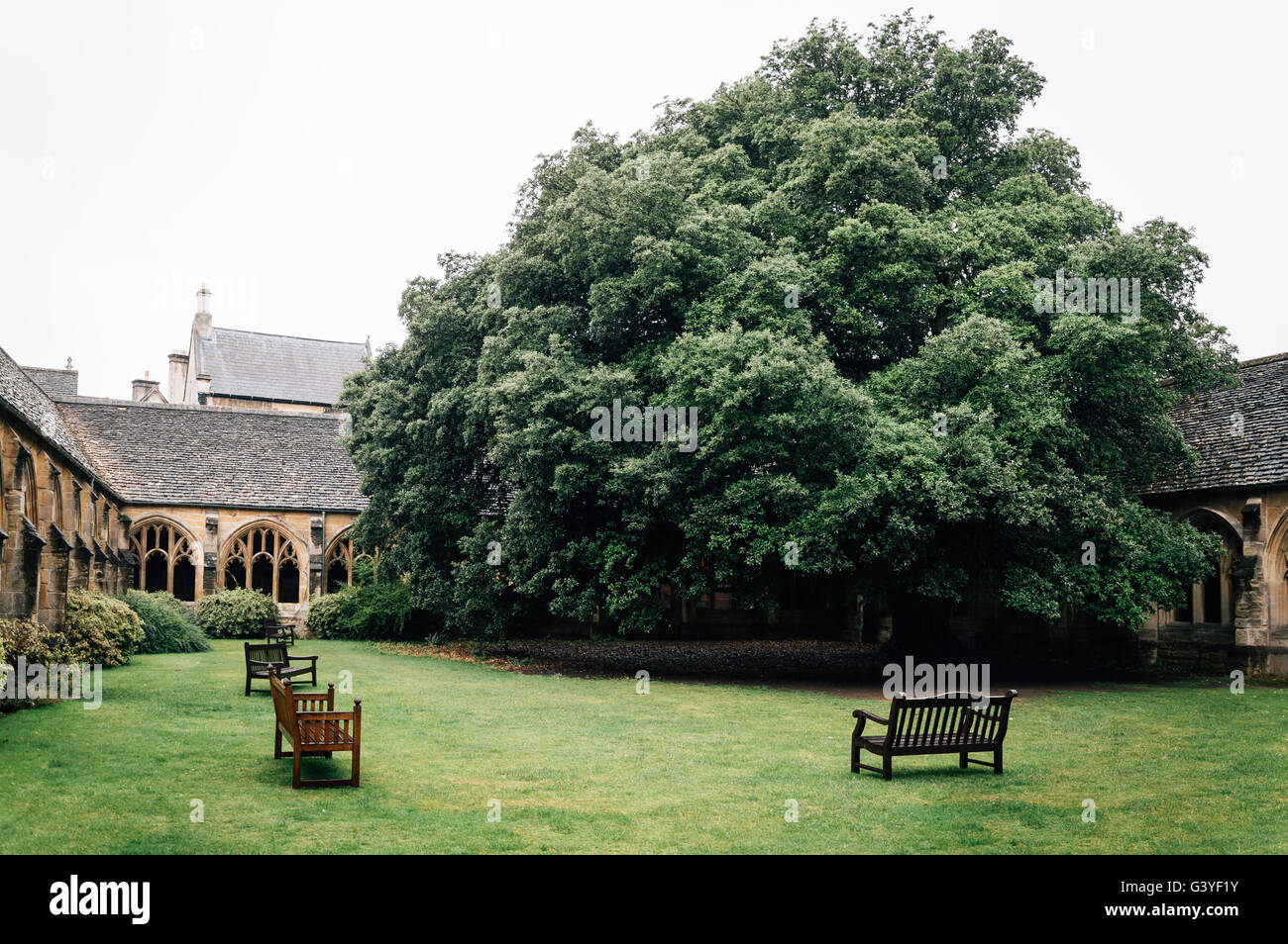 Cloître de la New College à Oxford un jour de pluie avec des bancs et un grand arbre. Banque D'Images