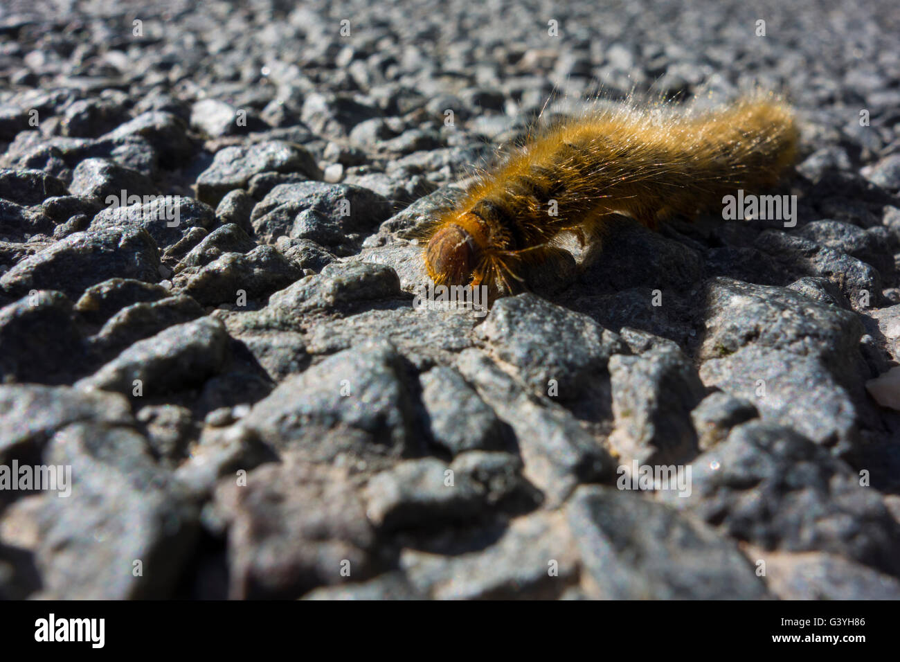 Brown hairy aposematic Grass Eggar Lasiocampa trifolii (caterpillar) ramper sur sol Banque D'Images