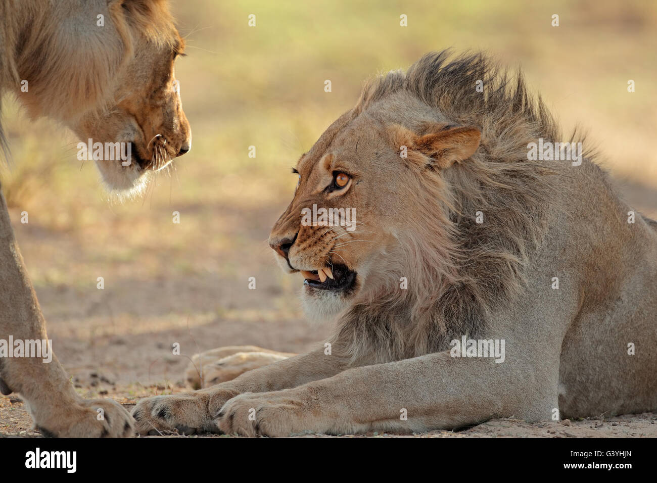 Portrait d'un homme agressif African lion (Panthera leo), désert du Kalahari, Afrique du Sud Banque D'Images