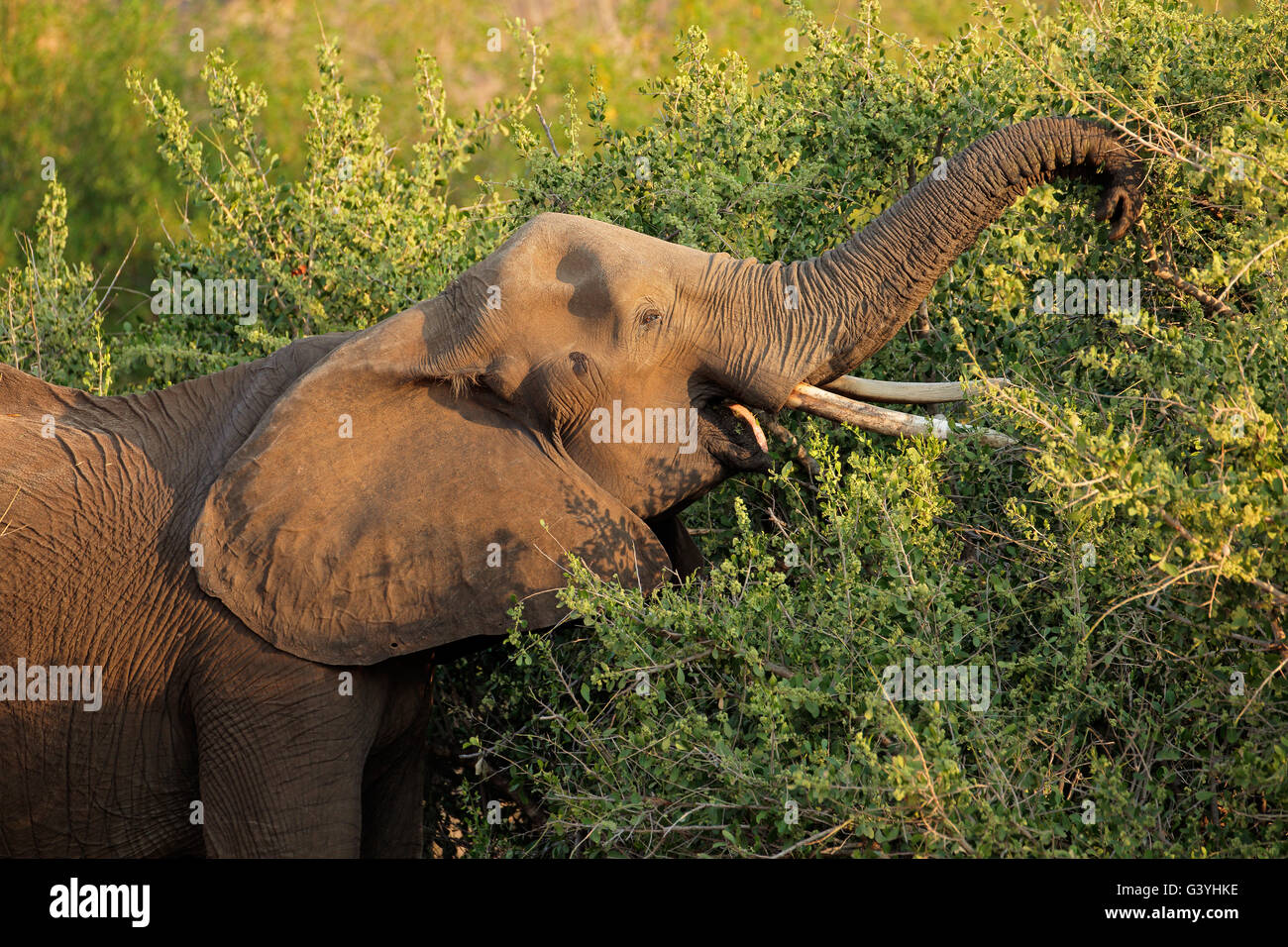 L'éléphant africain (Loxodonta africana) se nourrissant d'un arbre, Kruger National Park, Afrique du Sud Banque D'Images