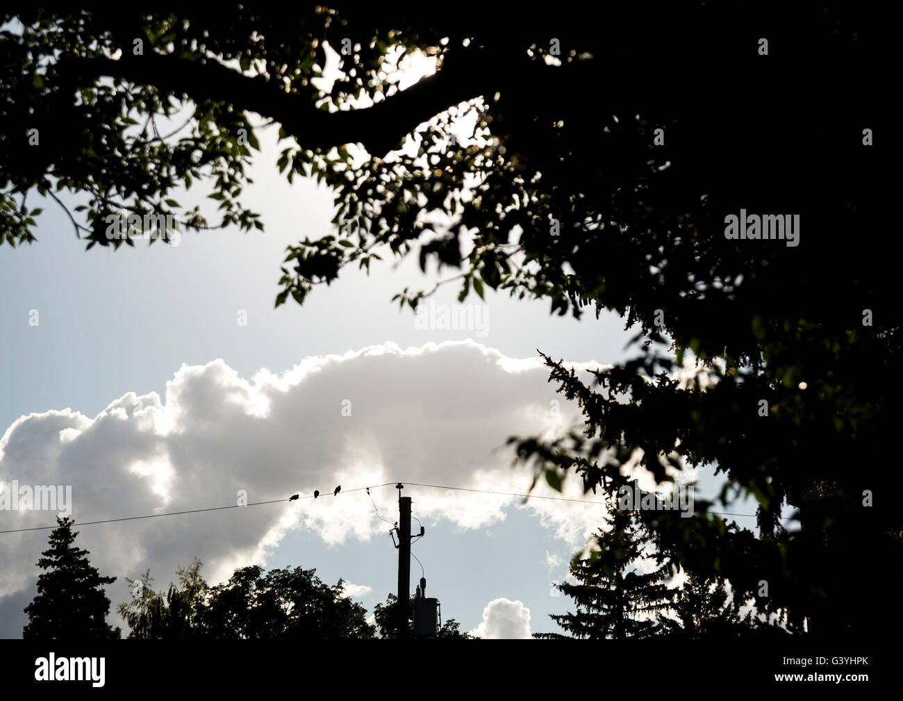 Oiseaux posés sur un fil téléphonique sur un après-midi ensoleillé avec un ciel bleu et des nuages. Banque D'Images Oiseaux posés sur un fil téléphonique sur un après-midi ensoleillé avec un ciel bleu et des nuages. Banque D'Images