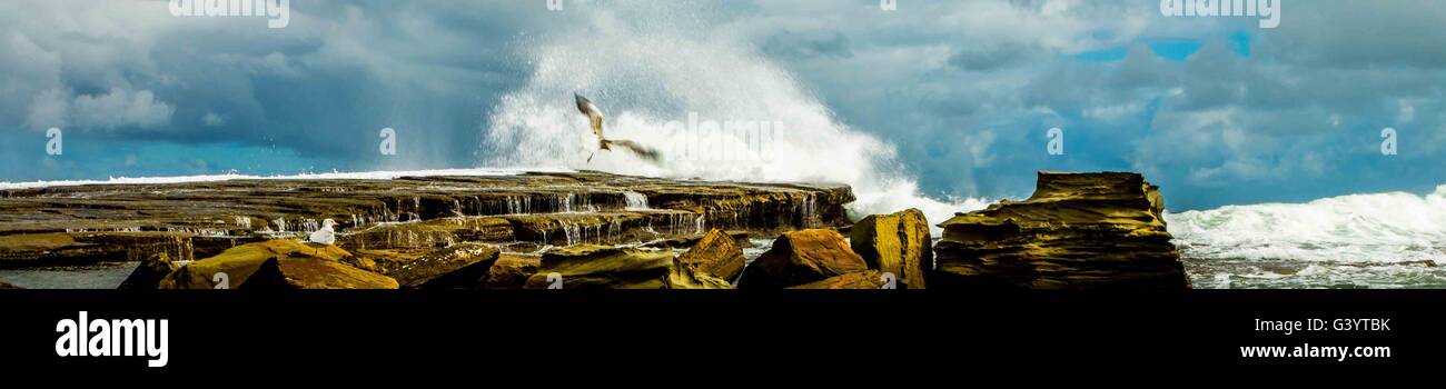 Une mouette ou seagull sur la roche au Havre, Gosford, Central Coast, NSW, Australie. Banque D'Images