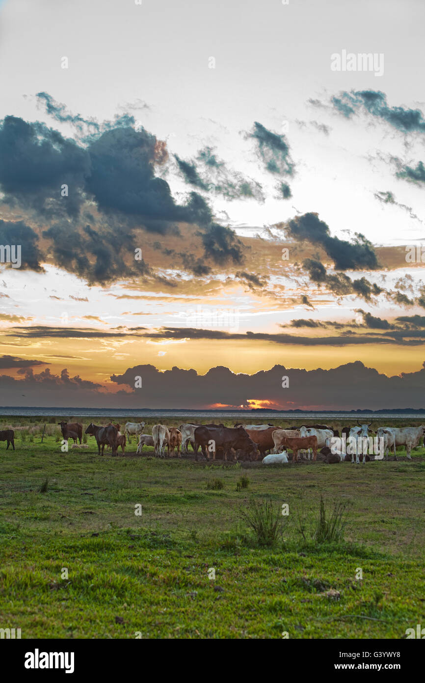 Troupeau de bovins assis sur la rive du lac Kissimmee sur l'Lightsey Ranch dans Lake Wales en Floride Banque D'Images