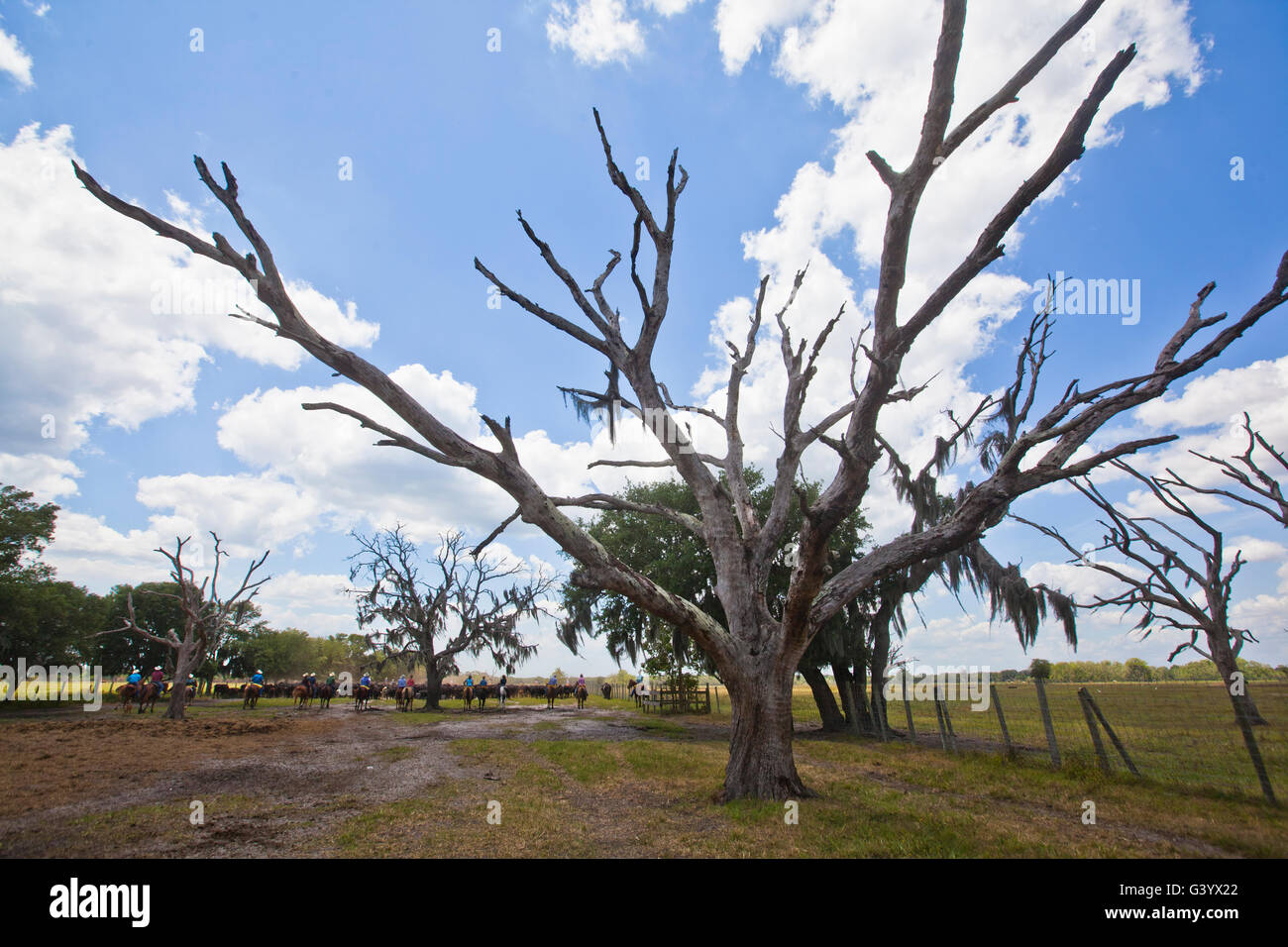 Cowboys bovins pendant une poussée de bétail sur l'Lightsey Ranch dans Lake Wales en Floride Banque D'Images