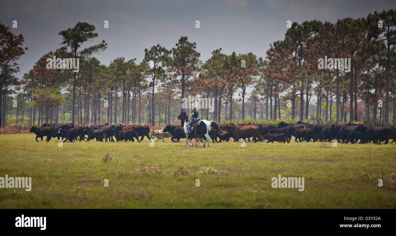 Cowboy bovins pendant une poussée de bétail sur l'Lightsey Ranch dans Lake Wales en Floride Banque D'Images