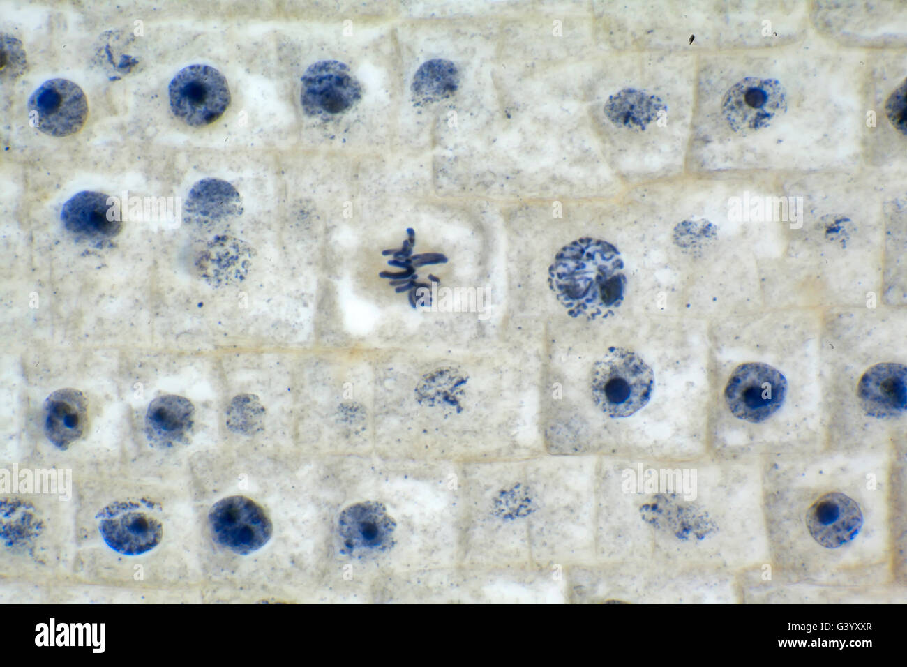 cellule de pointe d oignon banque d image et photos alamy