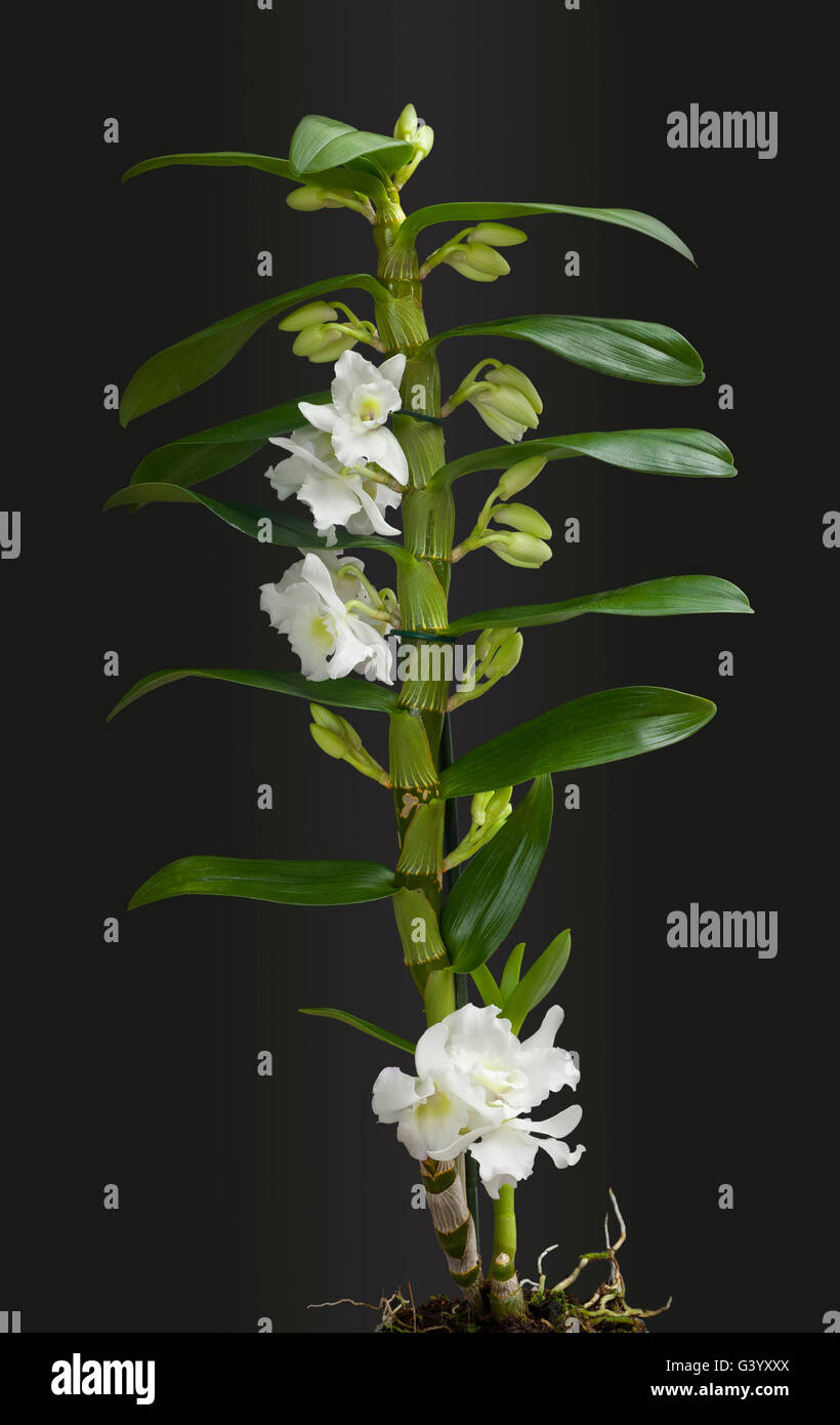 Plante à fleurs orchidée blanche avec de nombreux bourgeons, fond noir Banque D'Images