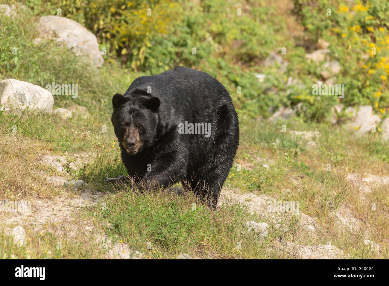 Grand ours noir dans l'été Banque D'Images