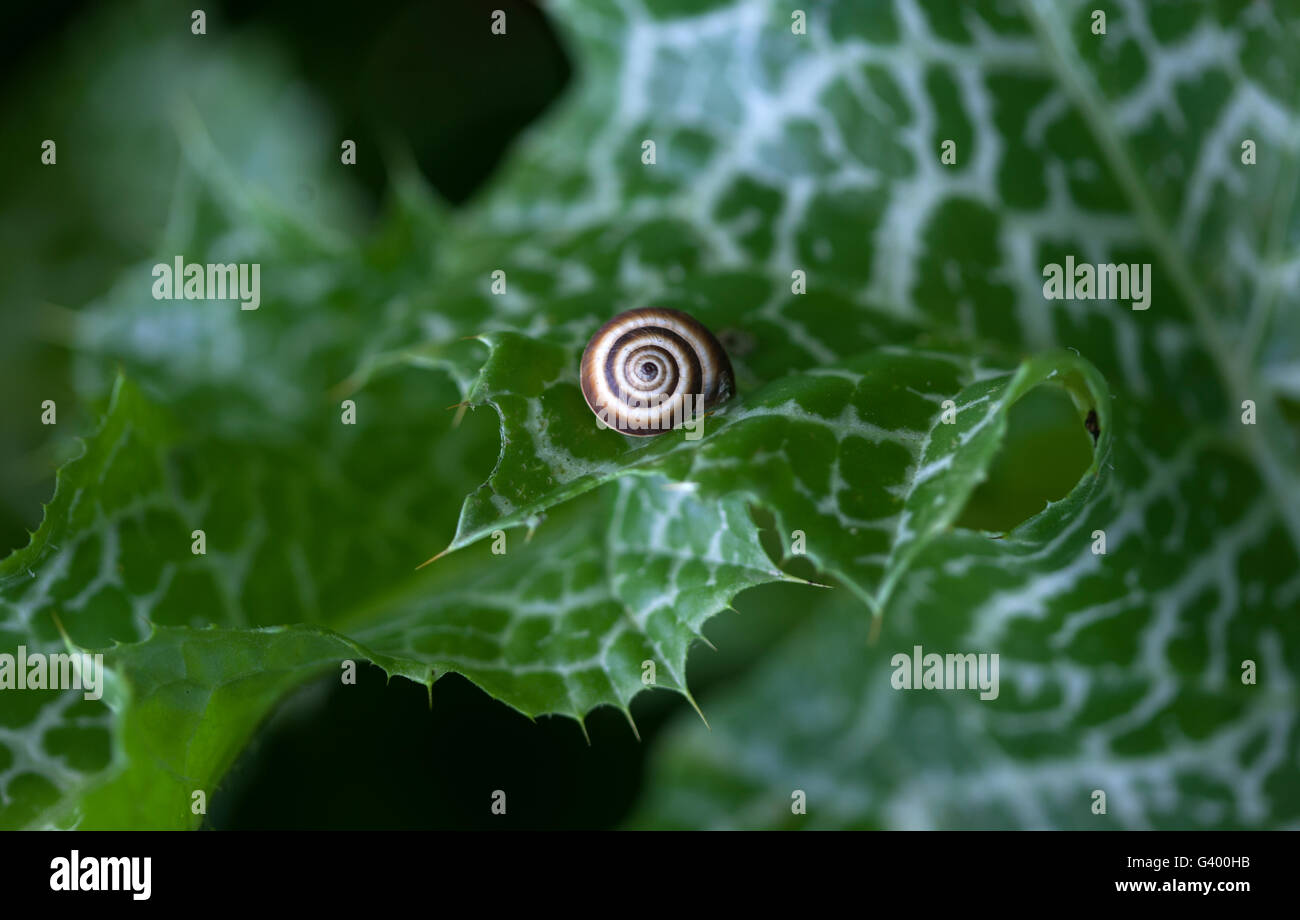 Un escargot est perché sur une plante épineuse en Prado del Rey, La Sierra de Cadiz, Andalousie, Espagne Banque D'Images