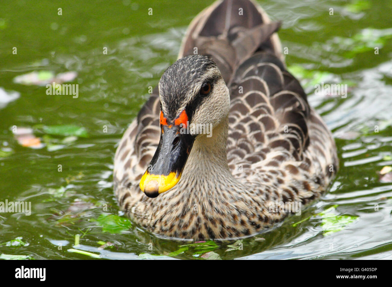 Spot-billed Duck ( poecilorhyncha poecilorhyncha ) Banque D'Images