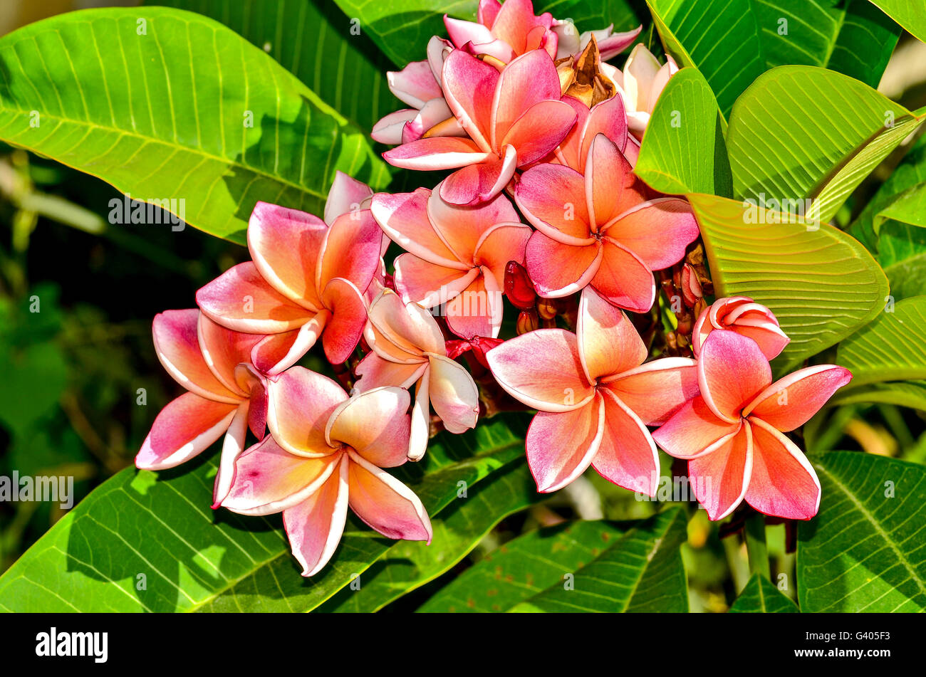 Pink plumeria sur l'arbre plumeria Banque D'Images