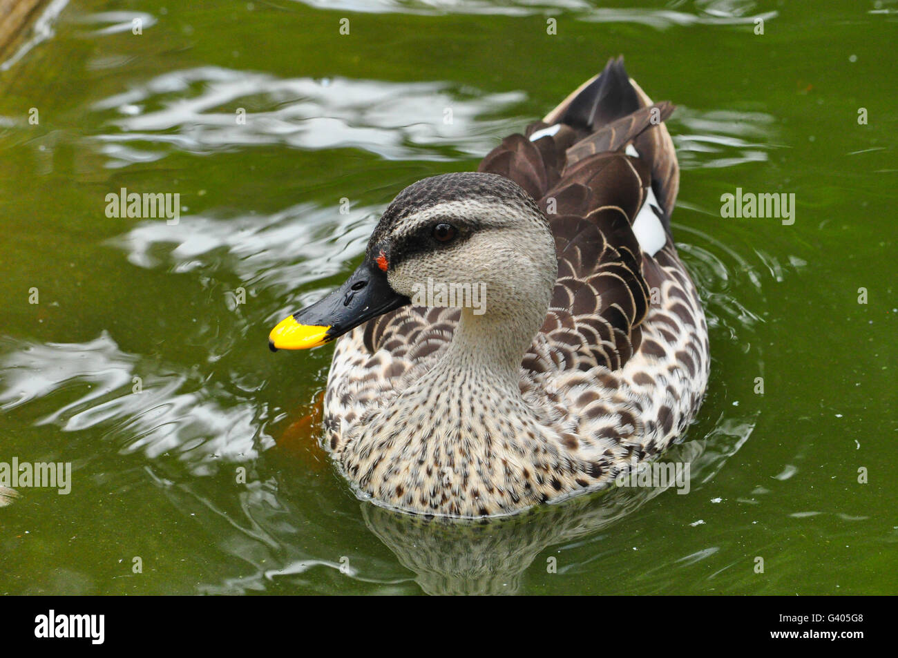 Spot-billed Duck ( poecilorhyncha poecilorhyncha ) Banque D'Images