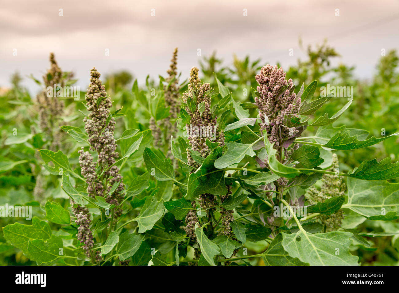 jeune plant de quinoa