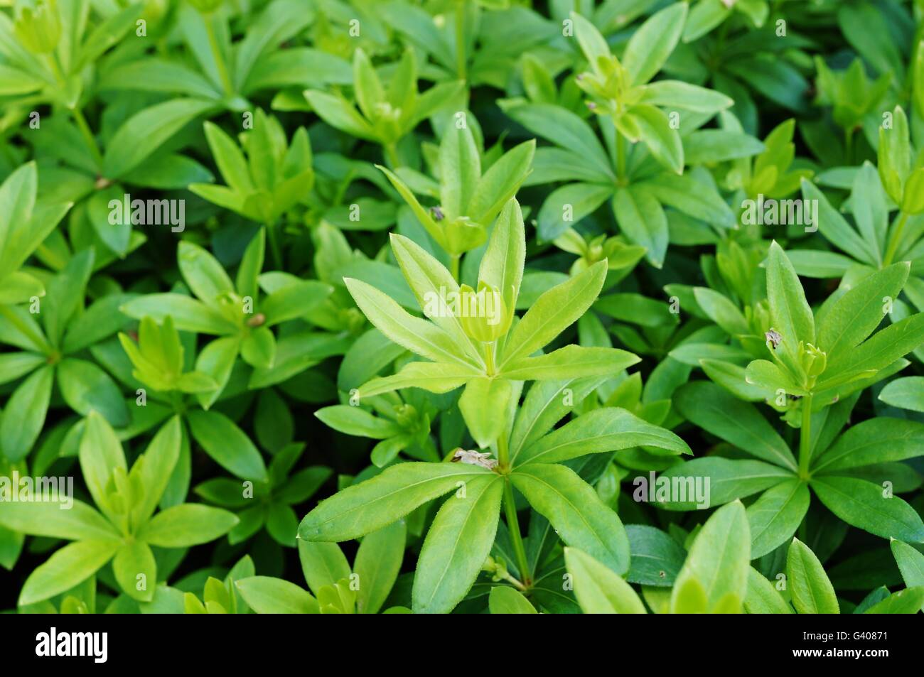 Feuillage vert de sweet woodruff (Galium odoratum) Banque D'Images