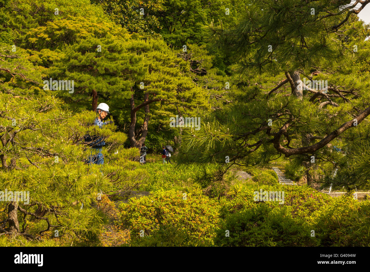 Les jardiniers japonais arbres de fraisage Banque D'Images