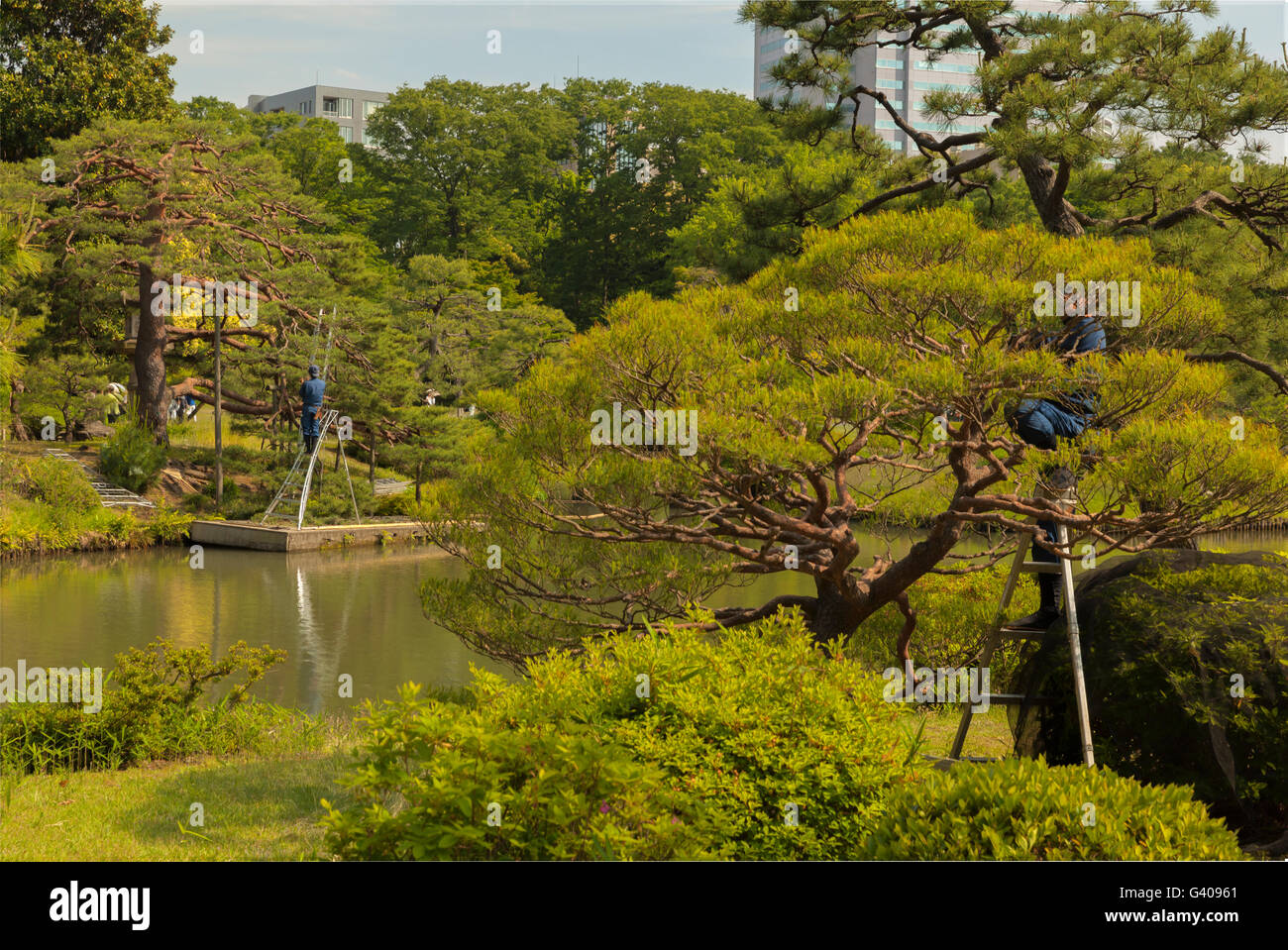 Les jardiniers japonais arbres de fraisage Banque D'Images