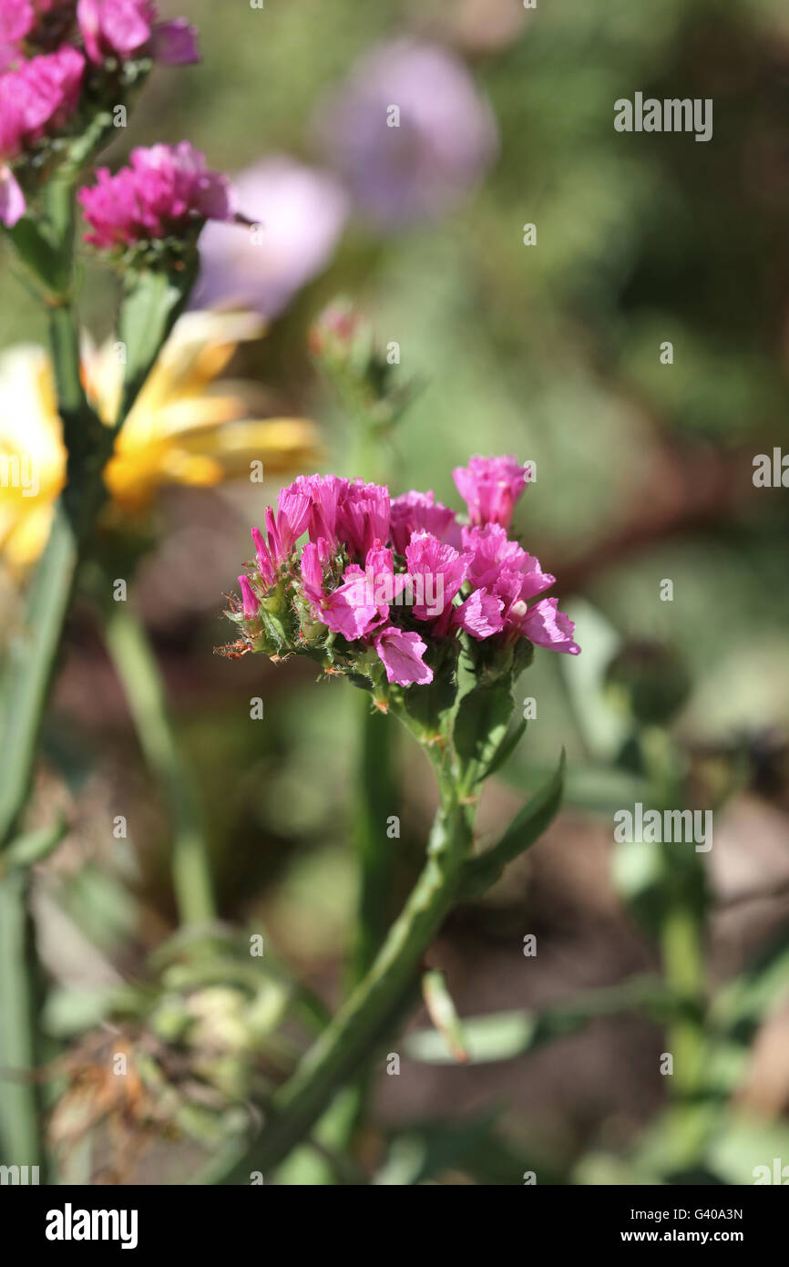 Statice fleurs ou également connu sous le nom de Limonium sinuatum, lavande de mer, feuilles de romarin, encoche marais mer rose, lavande wavyleaf Banque D'Images