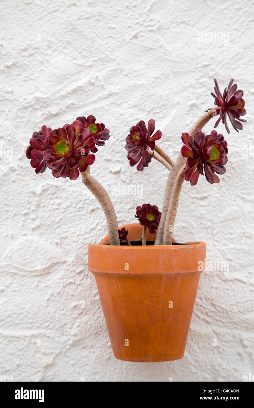 Les plantes succulentes jardinière. Andalousie Le sud de l'Espagne Europe Fleurs Banque D'Images