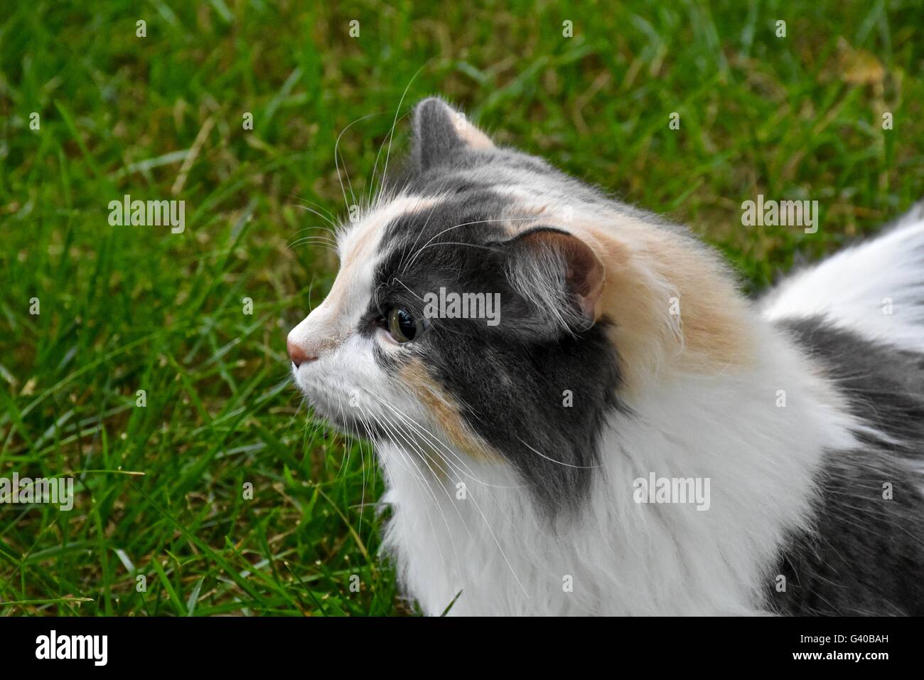 Une magnifique chevelure longue chat calico joue dehors sur une chaude journée d'été Banque D'Images