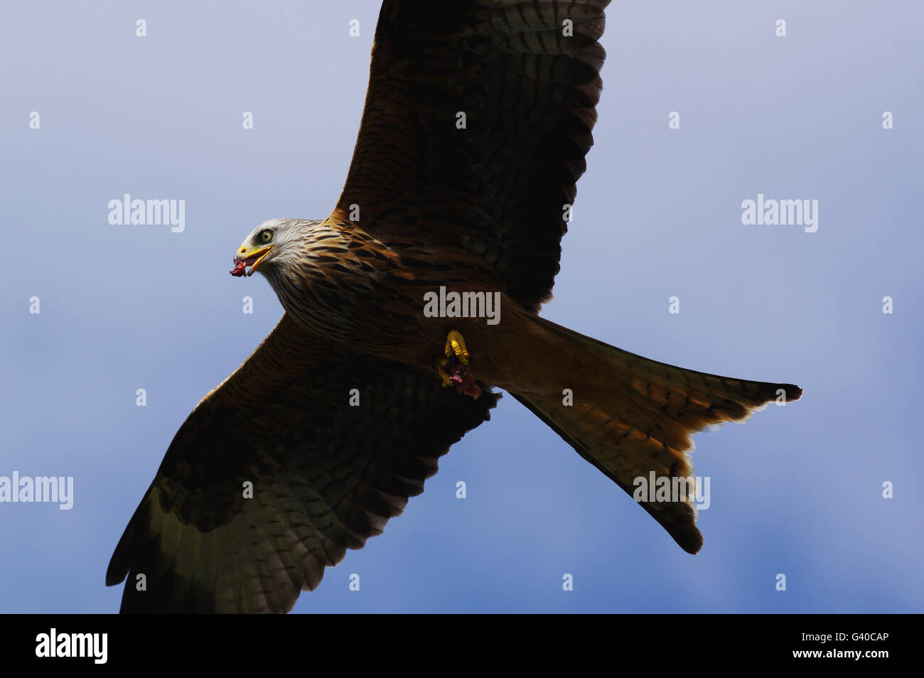 Gigrin Farm, Red Kite Banque D'Images