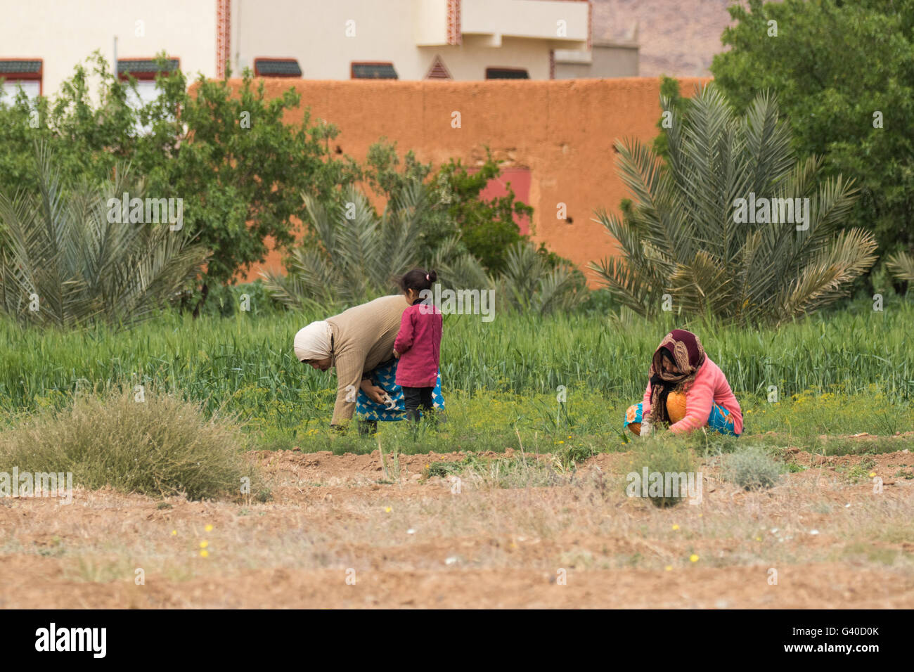 Deux femmes paysannes et de l'enfant dans le Maroc rural cultures collecte. Banque D'Images