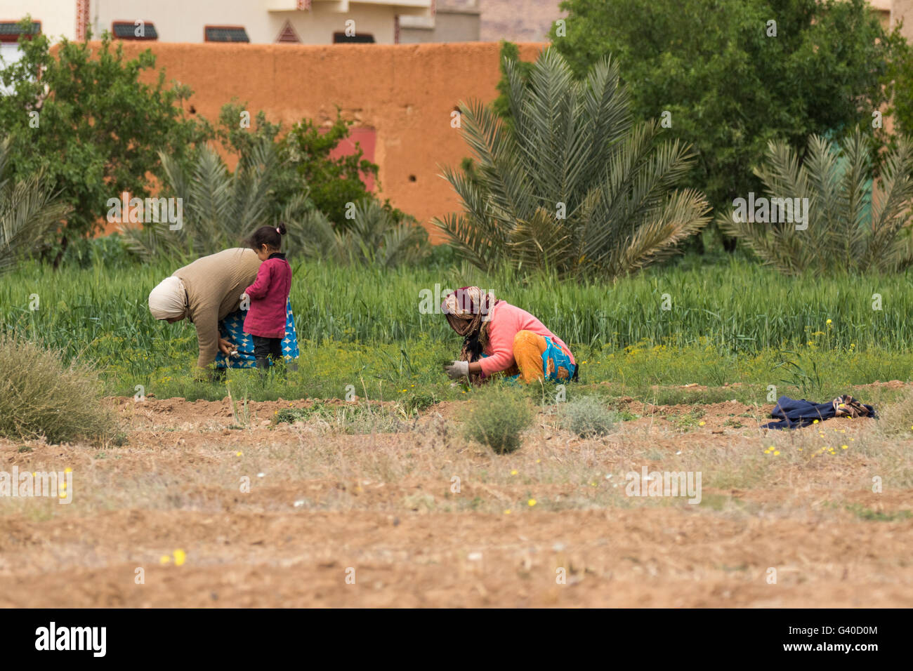 Deux femmes paysannes et de l'enfant dans le Maroc rural cultures collecte. Banque D'Images