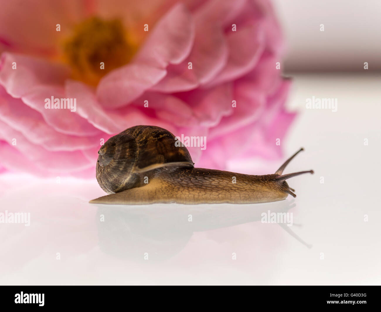 Seul escargot, accrochant dans votre belle fleur rose rose anglais, Studio, macro retour isolé fond clair. Banque D'Images