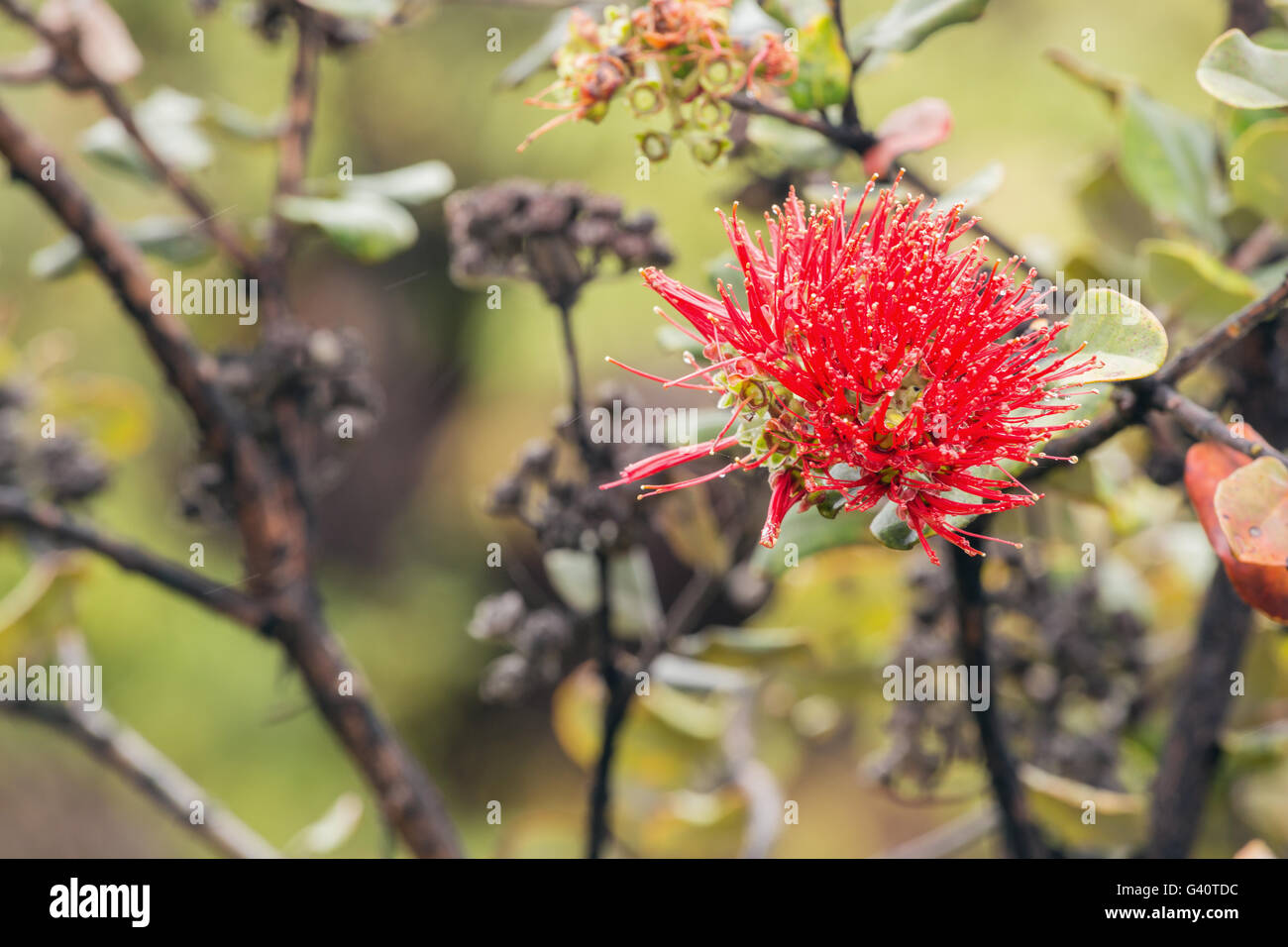 De près de l'ōhiʻa lehua flower Banque D'Images