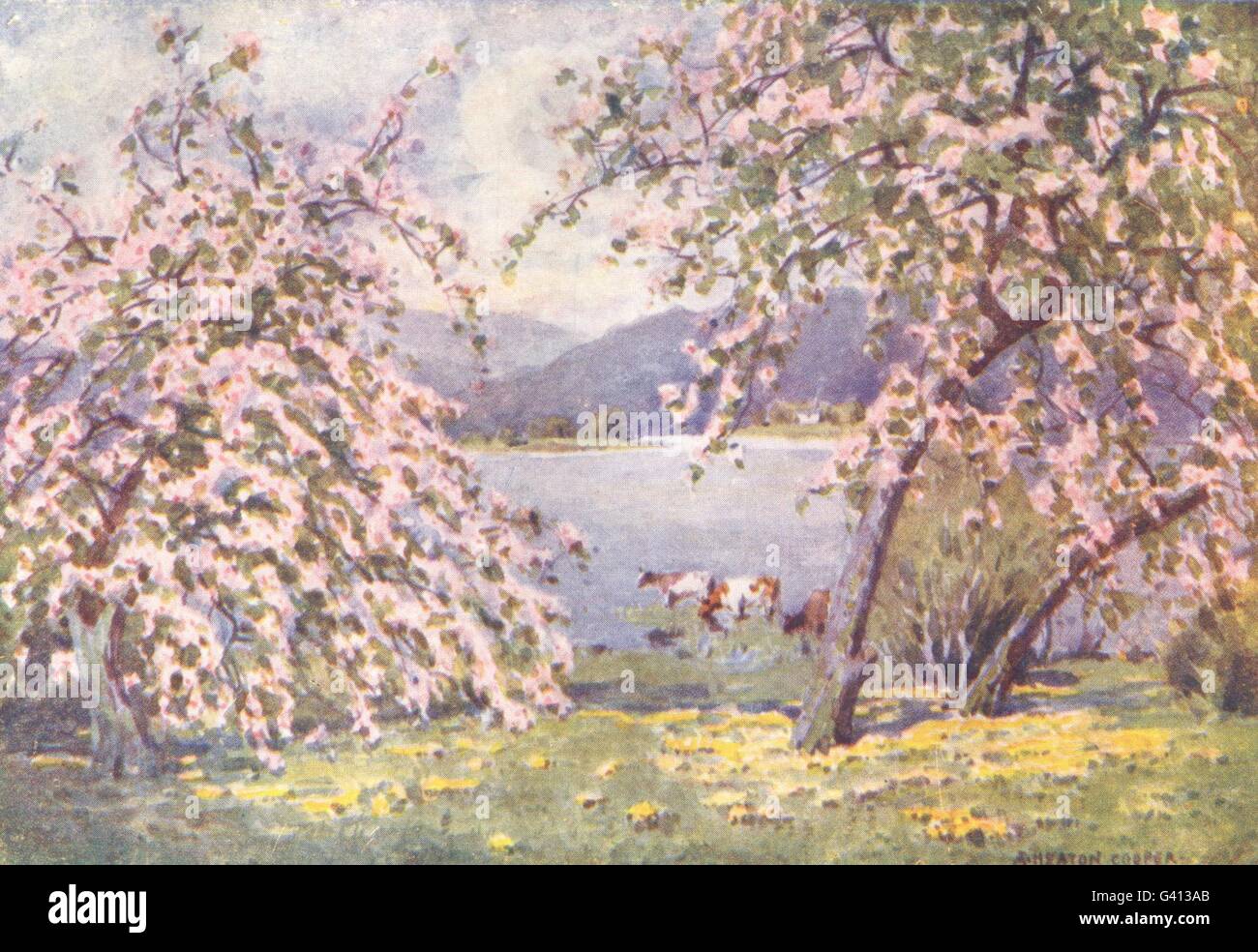 CUMBRIA : Lake district : Esthwaite Water : Apple Blossom, antique print 1908 Banque D'Images