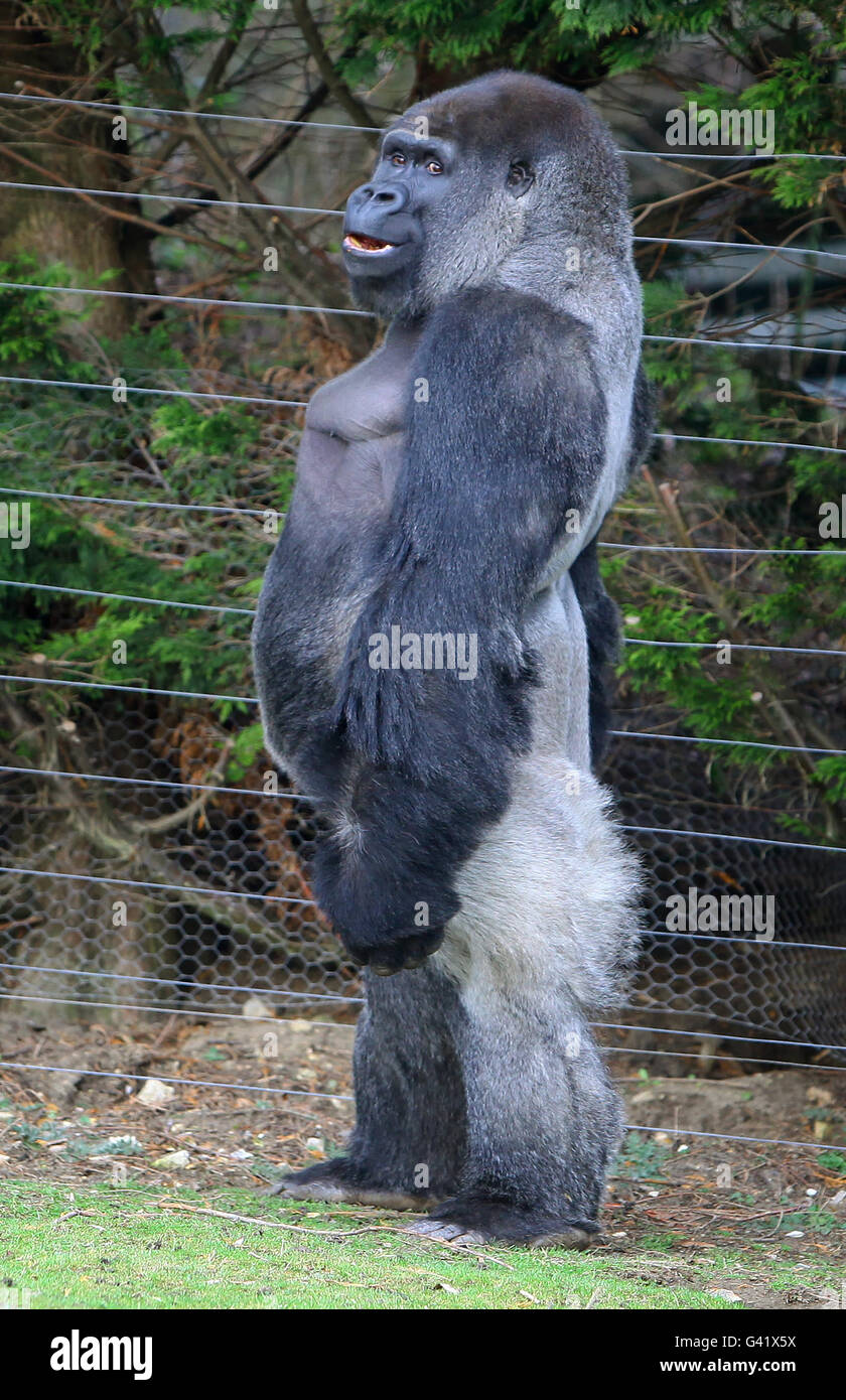 Ambam le Gorilla se promène dans son enclos au parc animalier de Port Lympne, dans le Kent. Banque D'Images