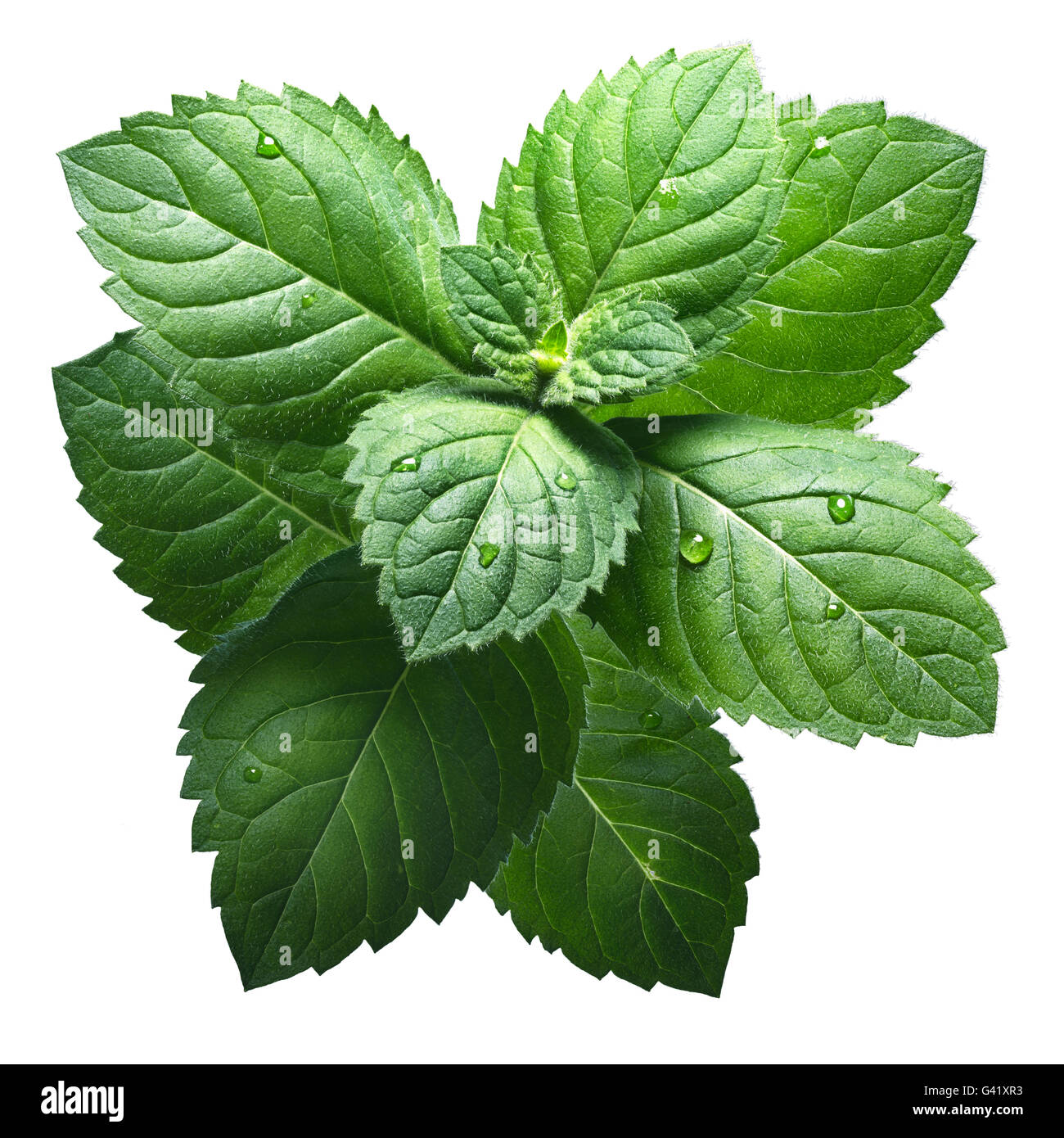 Des feuilles de menthe poivrée (Mentha piperita). Chemin de détourage, l'infinie profondeur de champ, des couleurs améliorée Banque D'Images