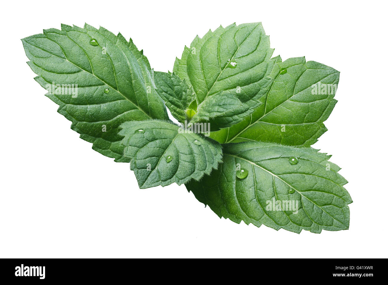 Des feuilles de menthe poivrée (Mentha piperita). Chemin de détourage, l'infinie profondeur de champ, des couleurs améliorée Banque D'Images