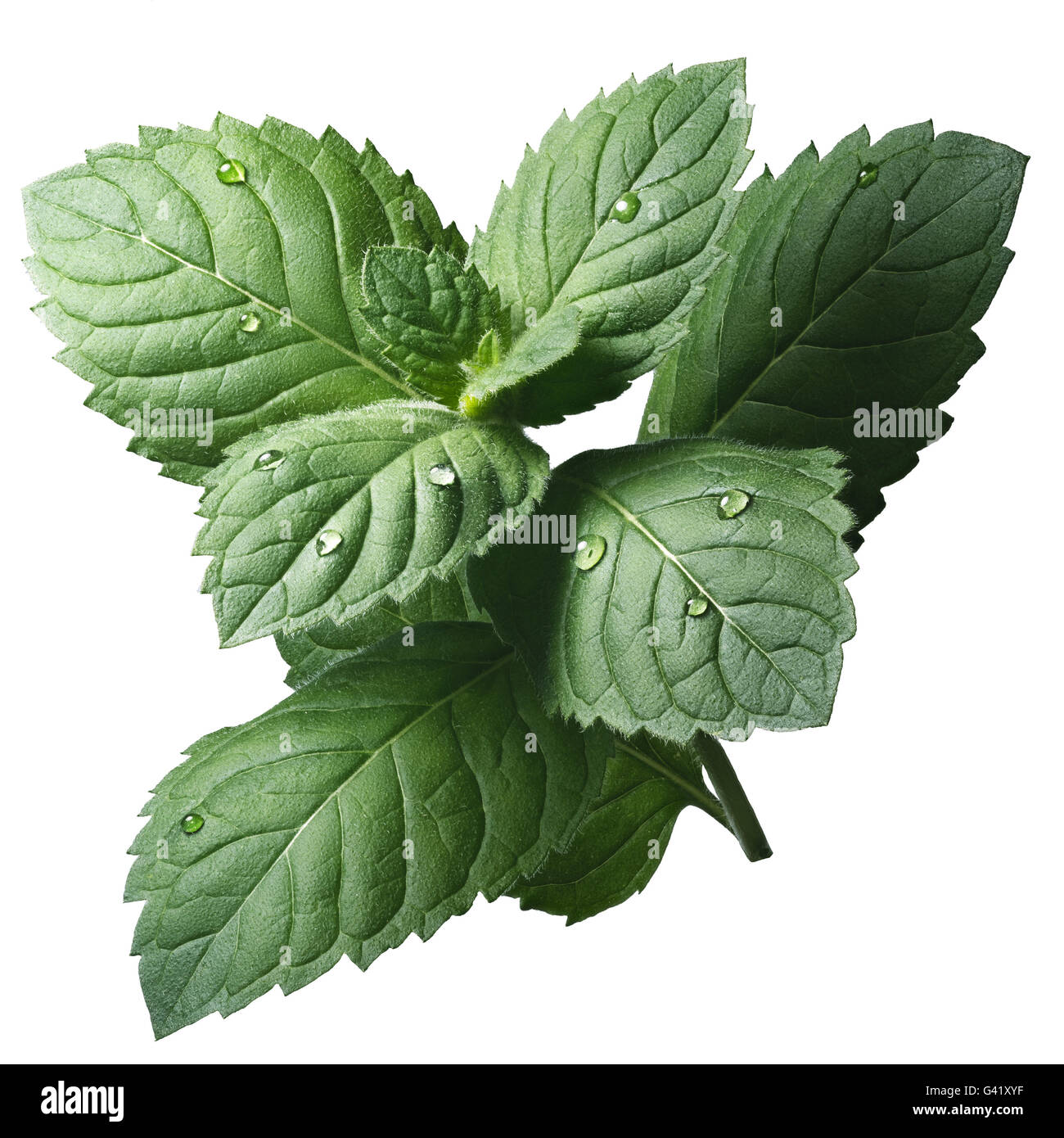 Des feuilles de menthe poivrée (Mentha piperita). Chemin de détourage, l'infinie profondeur de champ, des couleurs améliorée Banque D'Images