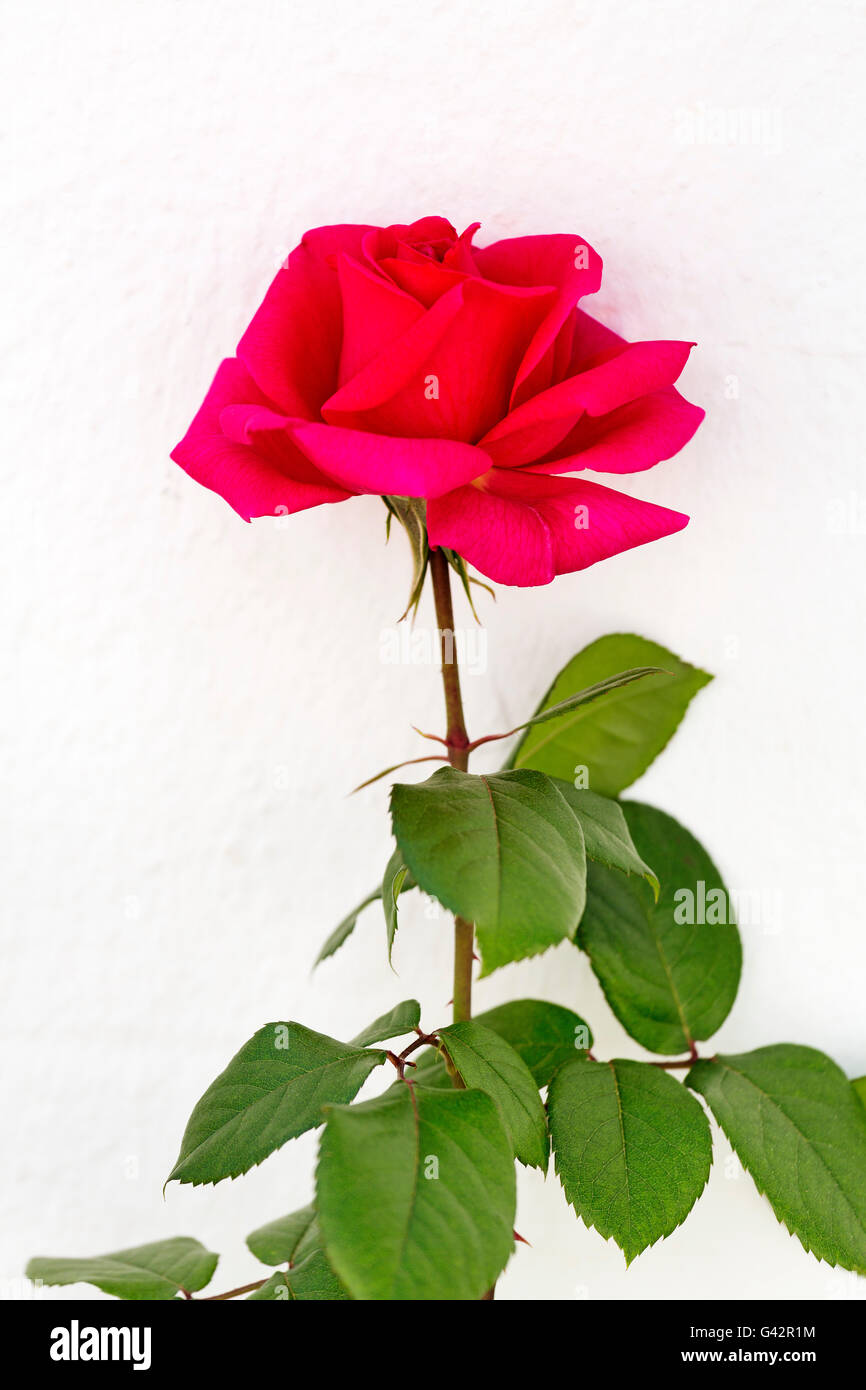 Rose rouge sur un mur blanc. Village blanc de Mijas, à la province de Malaga, Costa del Sol, Andalousie, Espagne Europe Banque D'Images