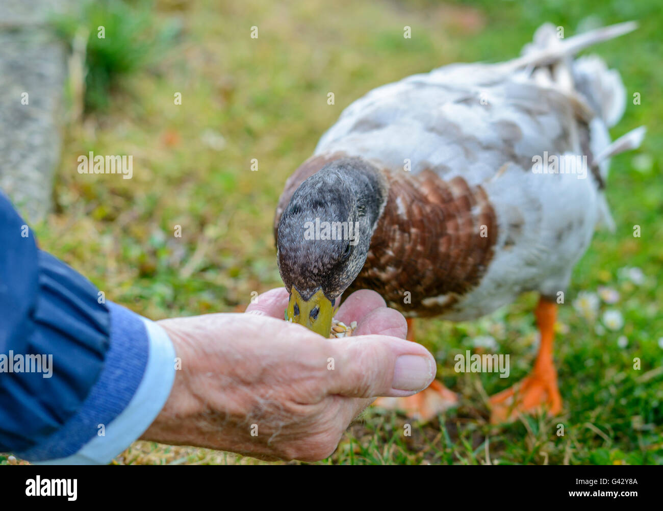 Homme tenant sa main pour nourrir un mâle Canard colvert (Anas platyrhynchos) au Royaume-Uni. Banque D'Images
